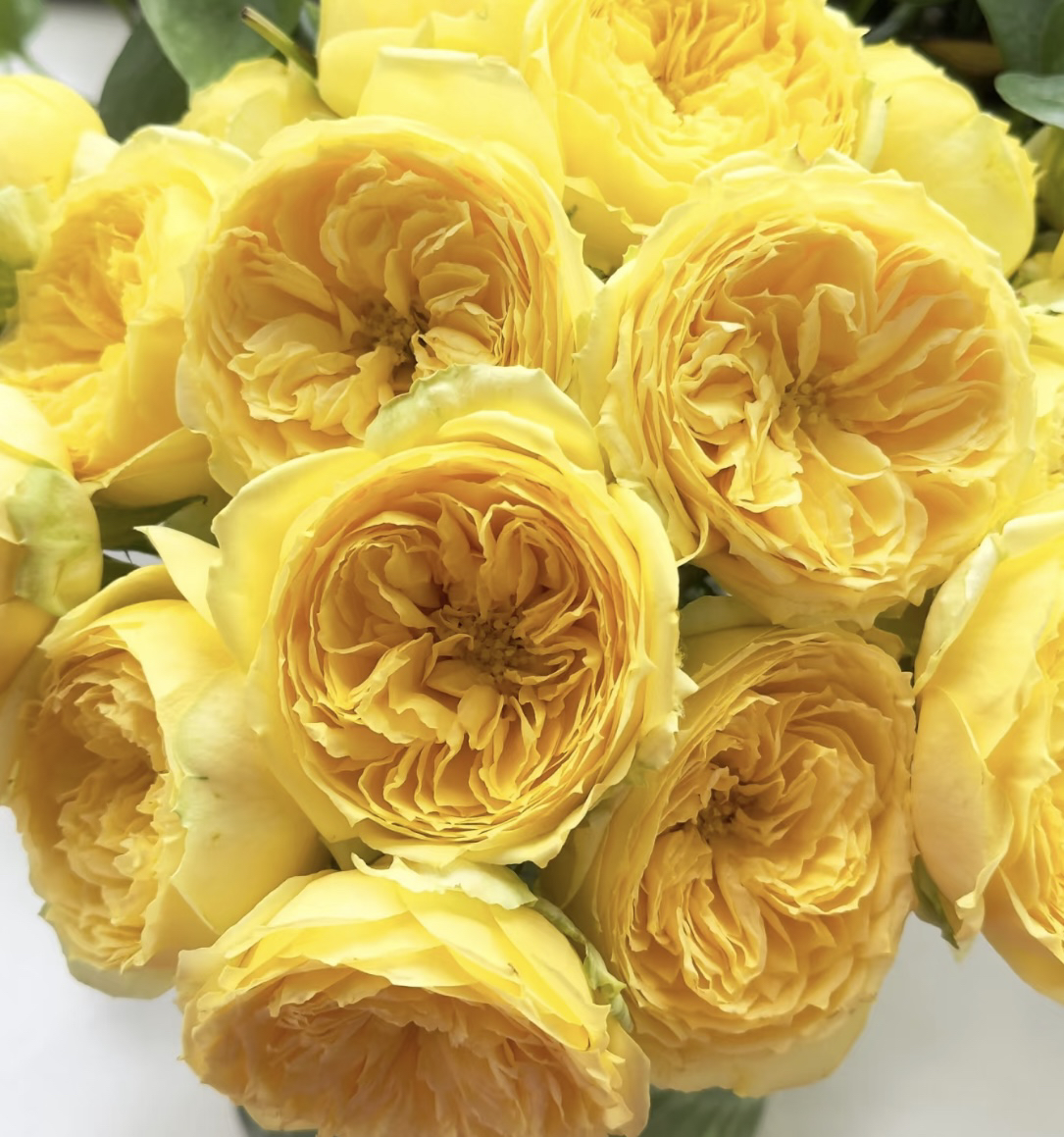 卡特琳娜 黄色大花四季开花阳台庭院植物好养盆栽地栽苗