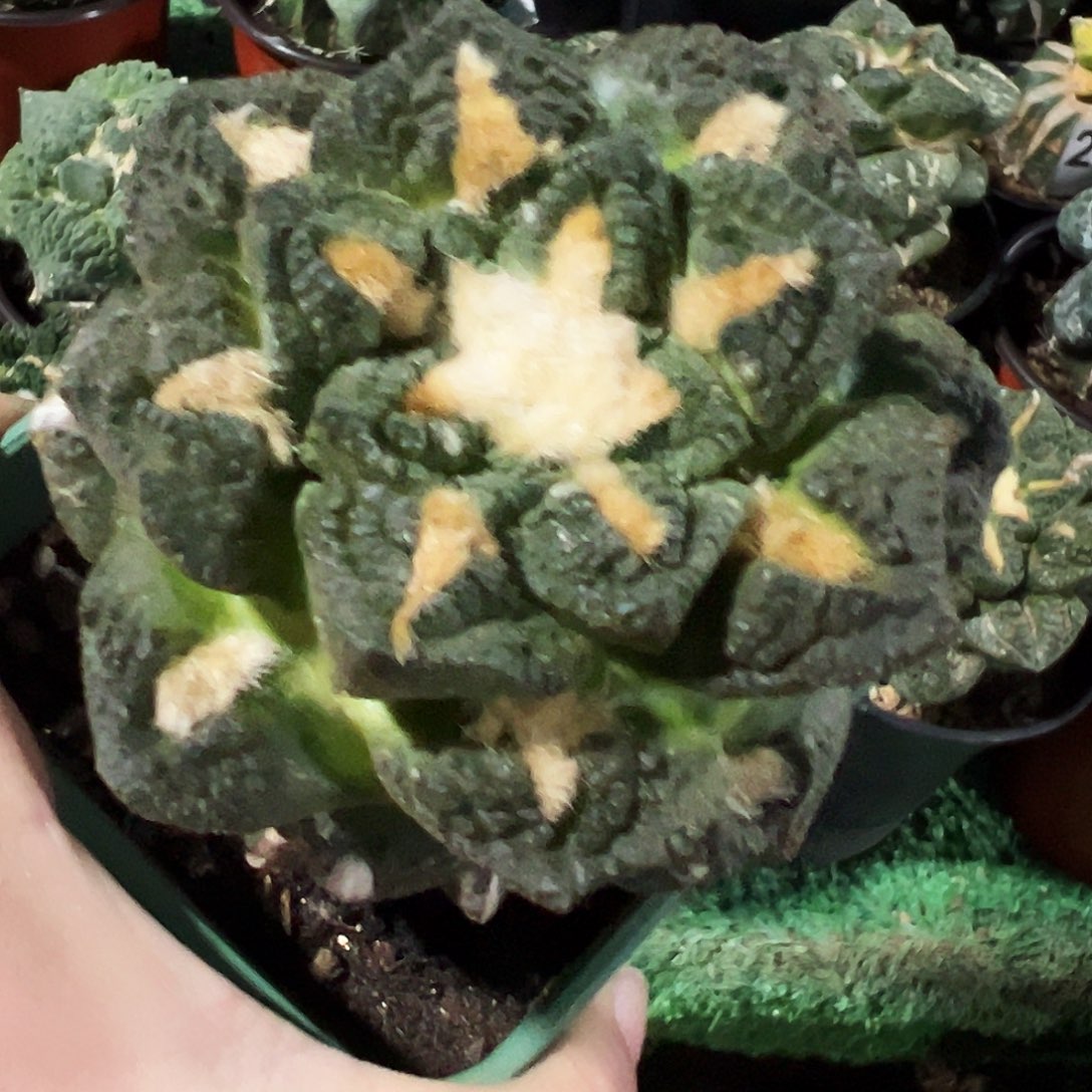 无花朵福利老龟甲牡丹096