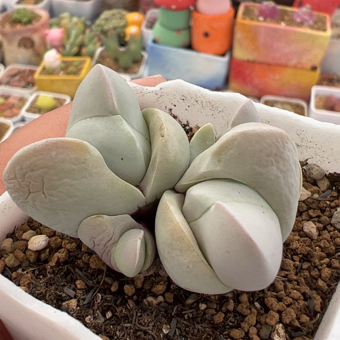 552多肉植物百科