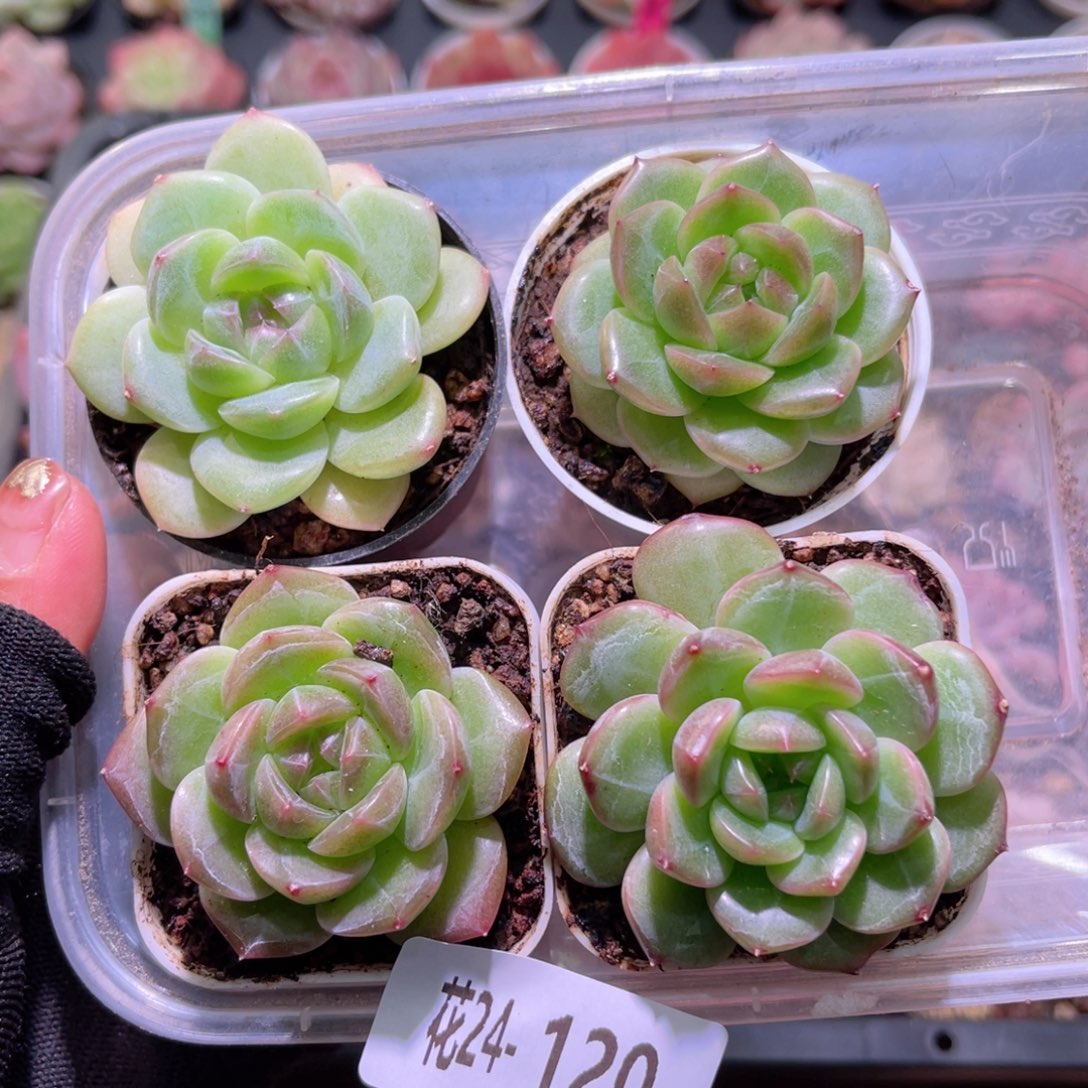 花24-120新品珍妮