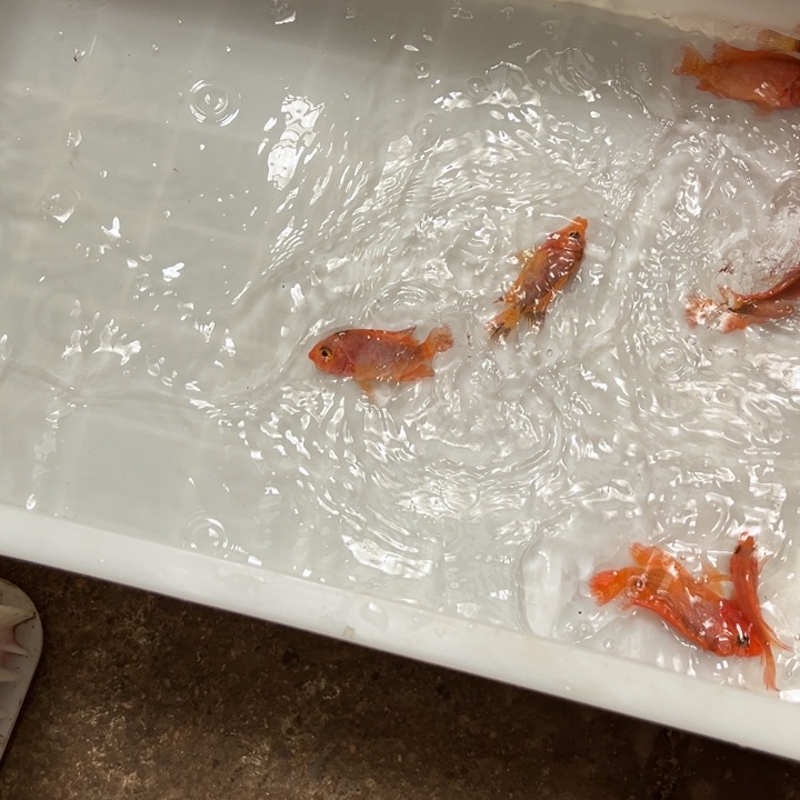 罗汉鱼21./////////1条