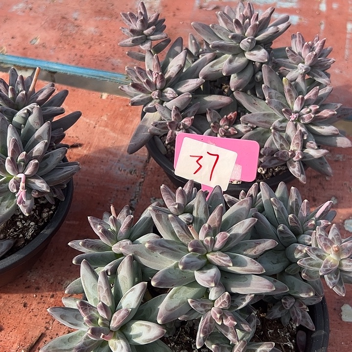 37凤羽带盆一个脱土多肉