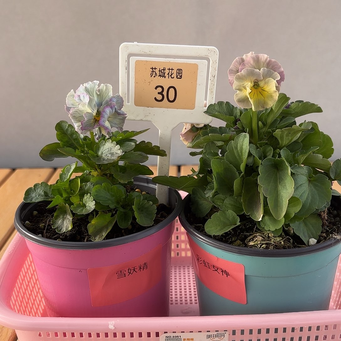大部分开放少量花苞30