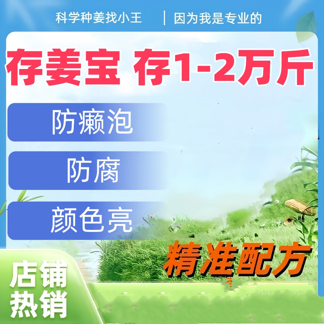 存姜宝 存1-2万斤