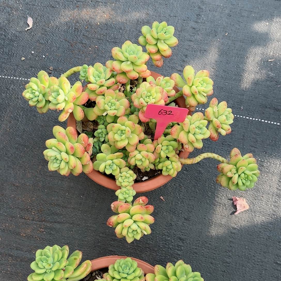 萌*哒632香格里拉多肉植物