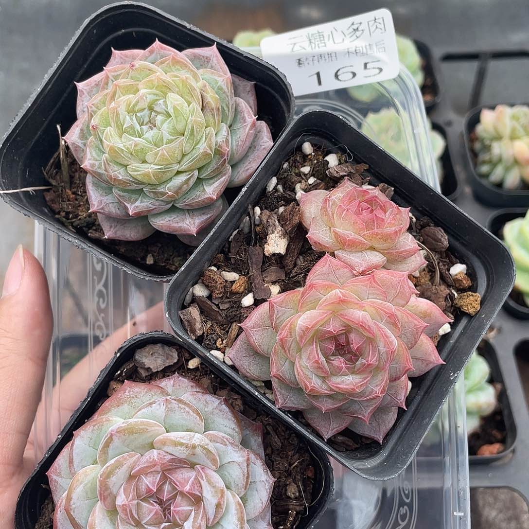 云糖心多肉植物165