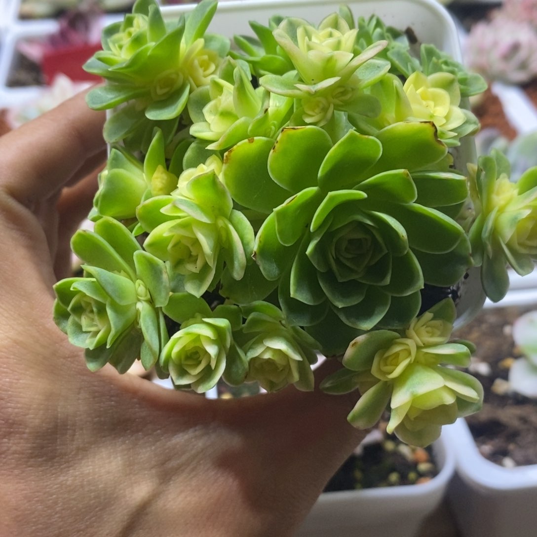 猫眼玫瑰锦 多肉植物