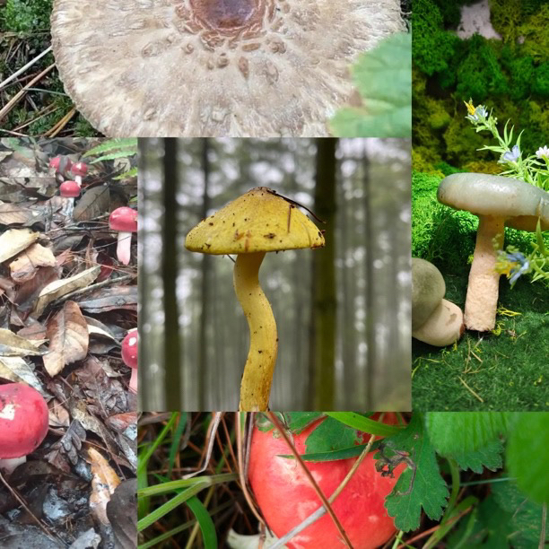 【土特产菇】114随行净含量10g-30g