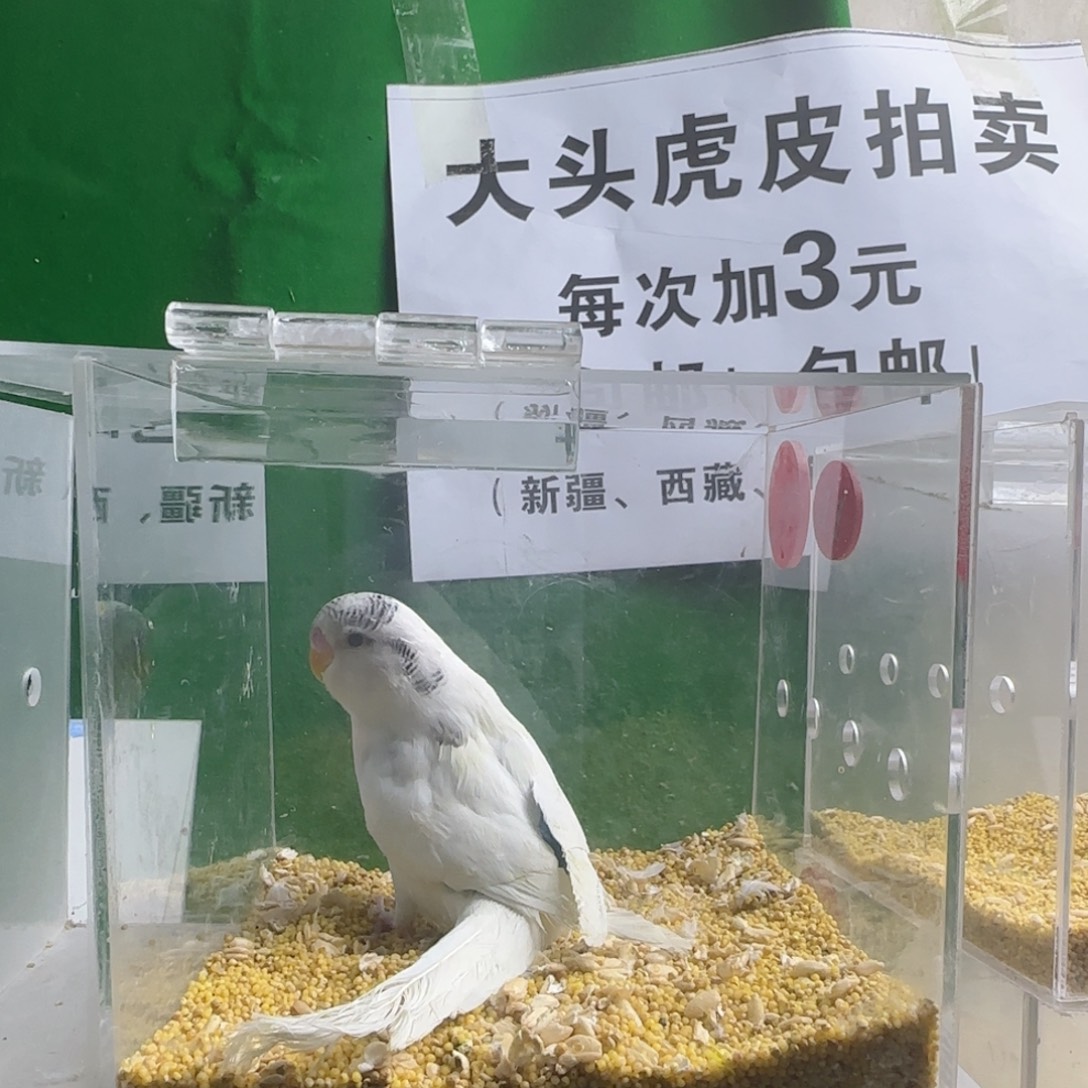 虎皮鹦鹉大头鹦鹉