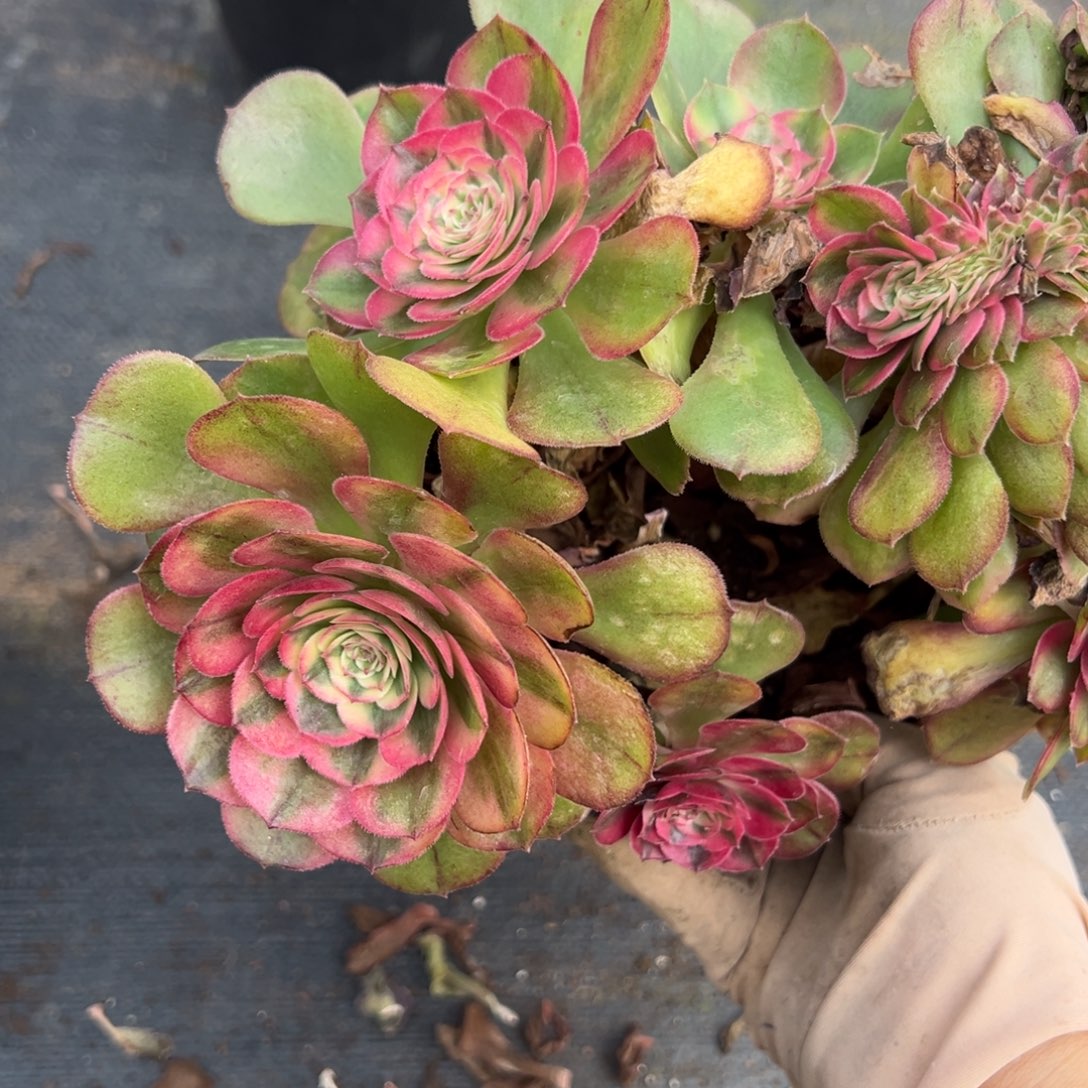 103荔枝缀多肉嘻嘻嘻