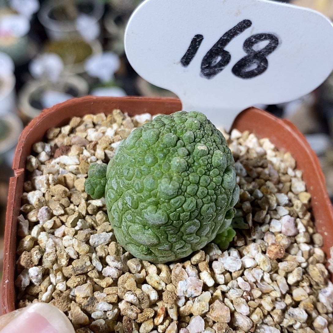 实生凝蹄玉168号 3cm