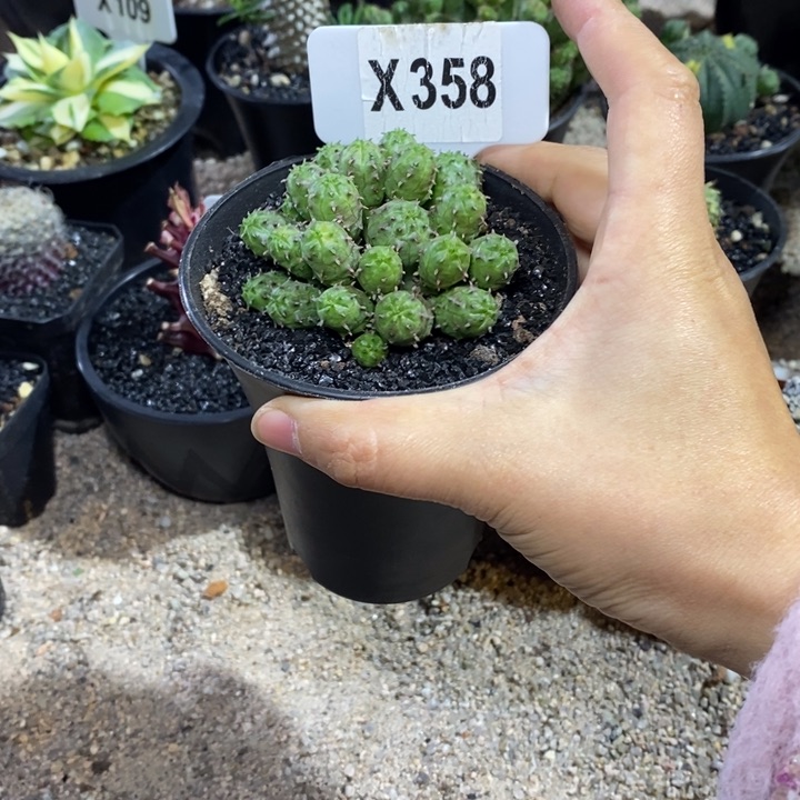 氺**淸福利仔吹布纹球！！！！