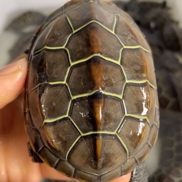 苏北金线冷水草龟