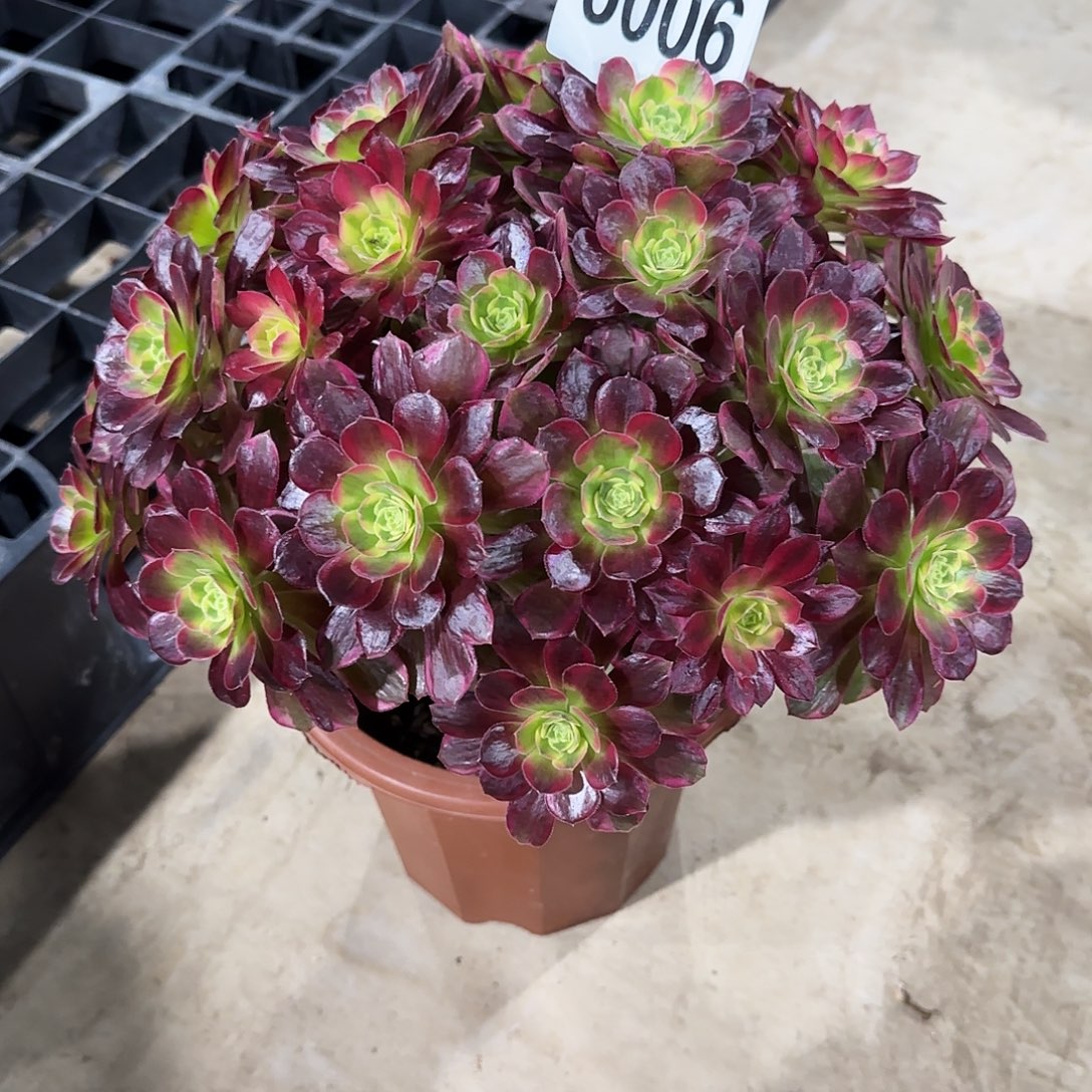 全部花朵安娜6086法师88888