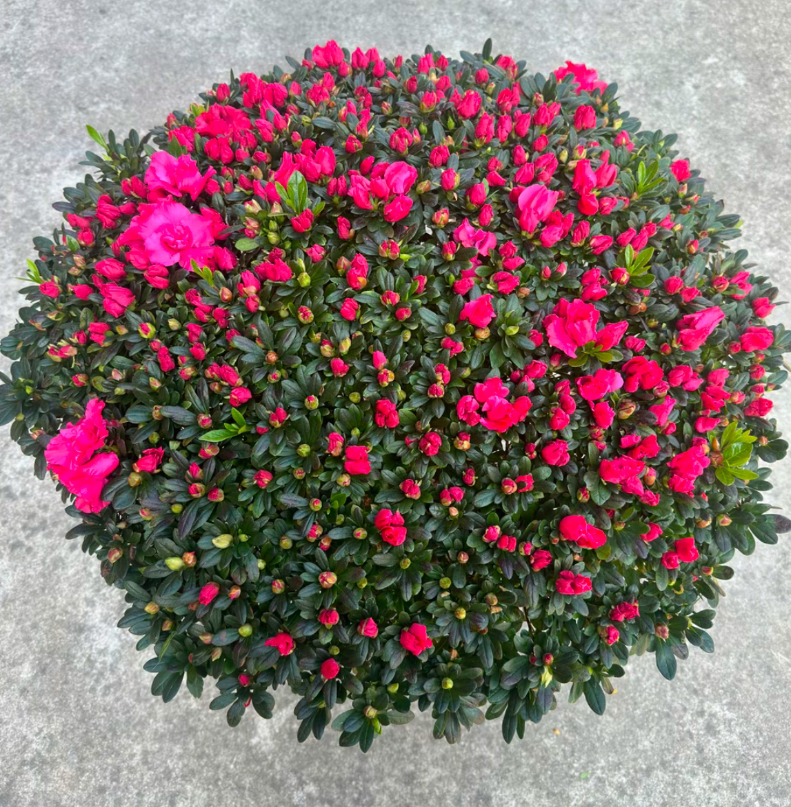 比利时小棒棒糖杜鹃花花卉盆栽带花苞四季开花室内外好养易活花卉