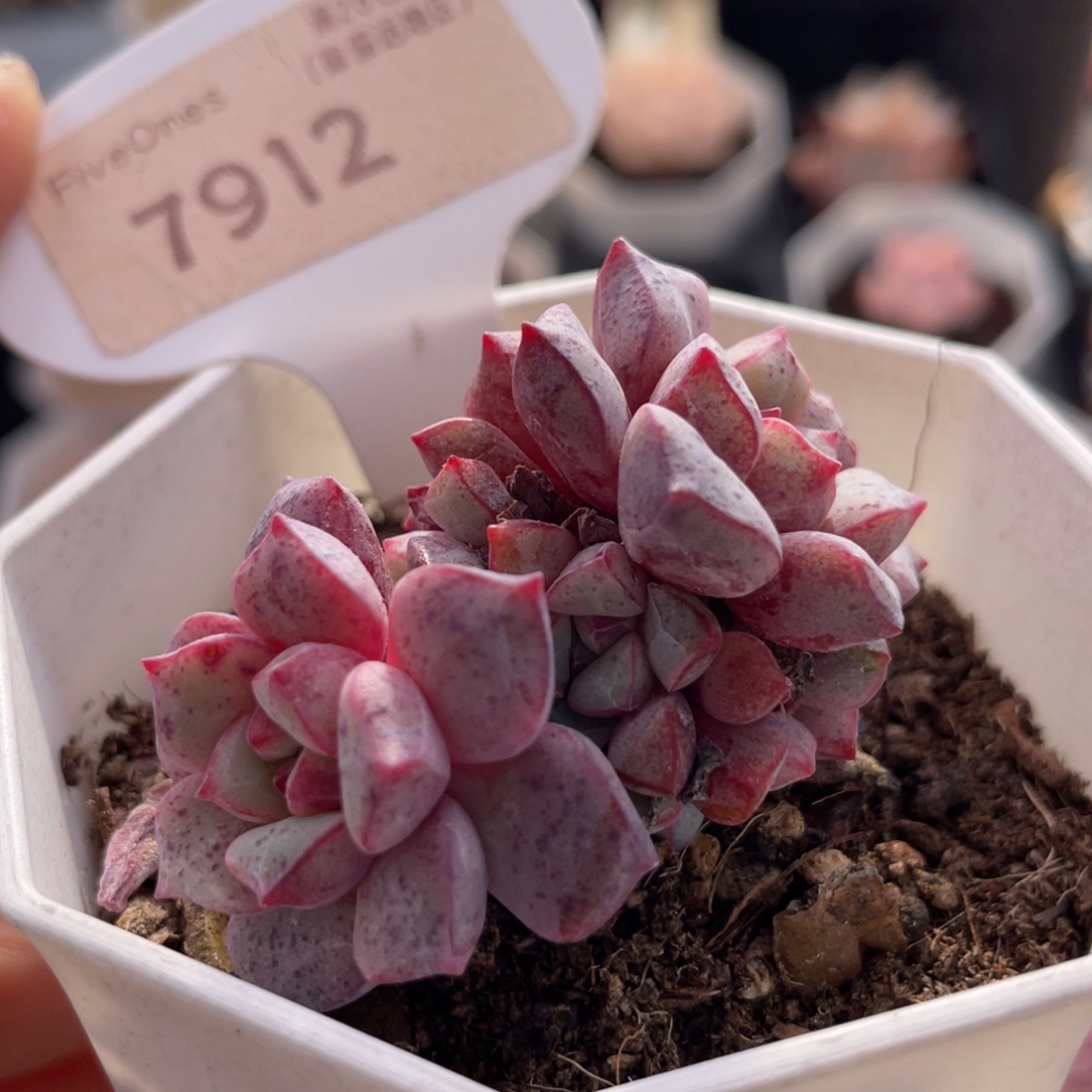 蓝宝石7912-5.0厘米