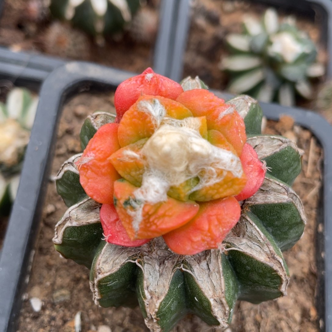 丸犹龟甲连山牡丹锦347 仙人球