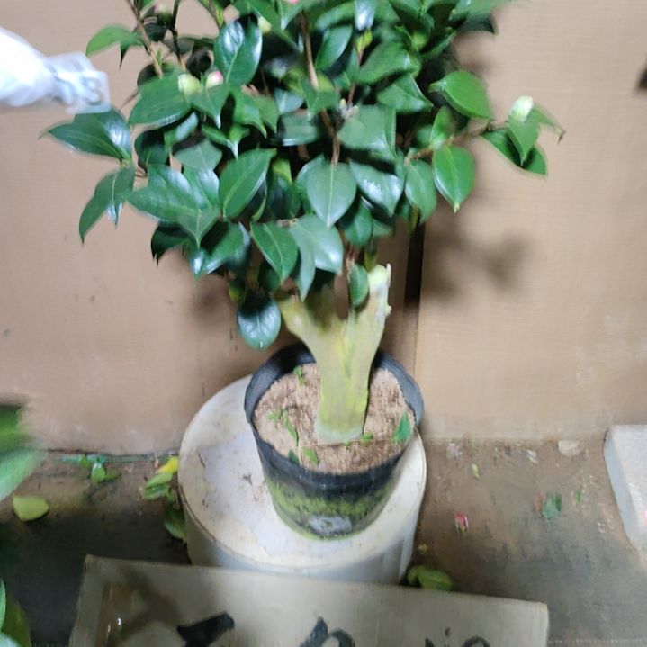 703三品，原盆原土发货，不包邮