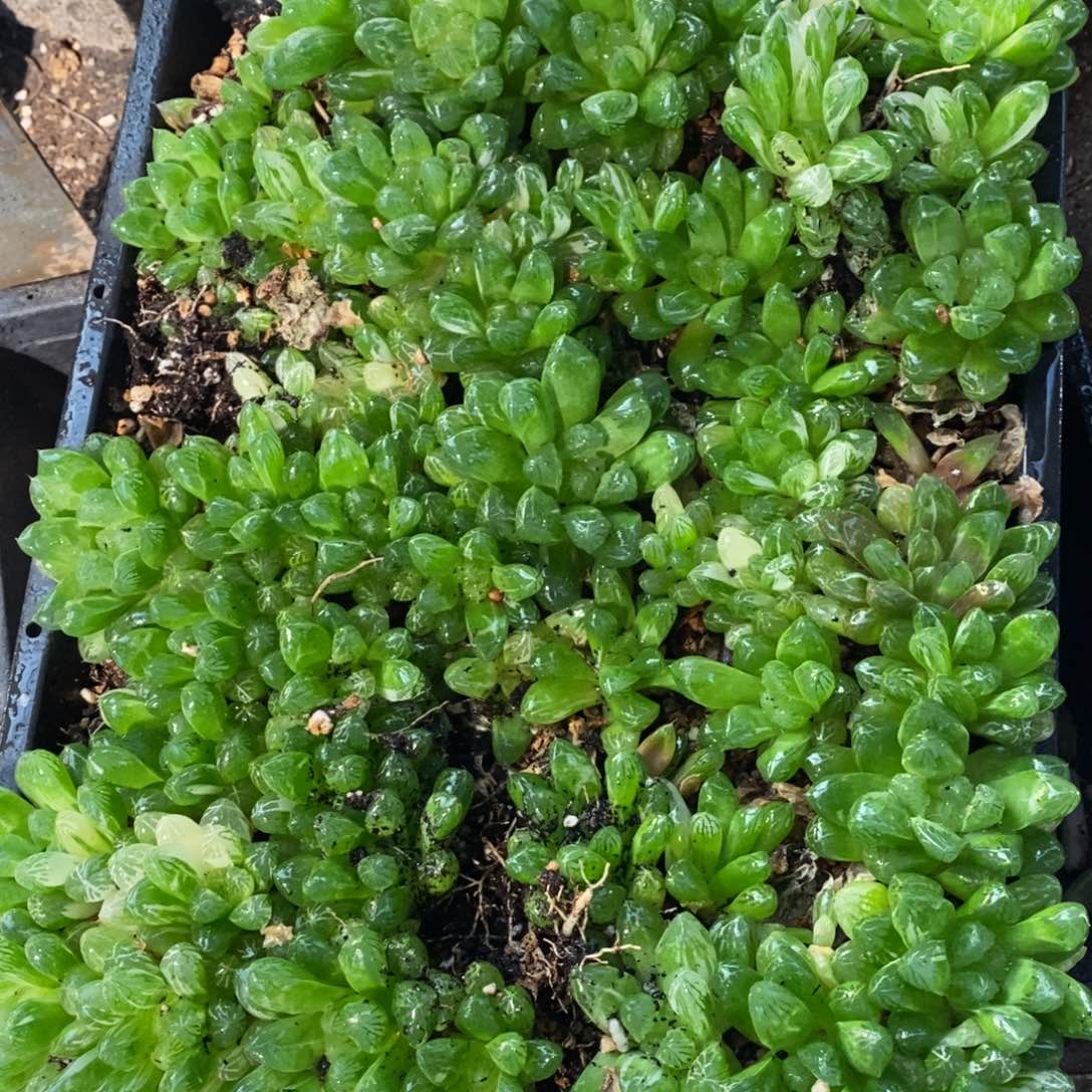 2326 一颗实生苏皇玉露 双旦整点福利