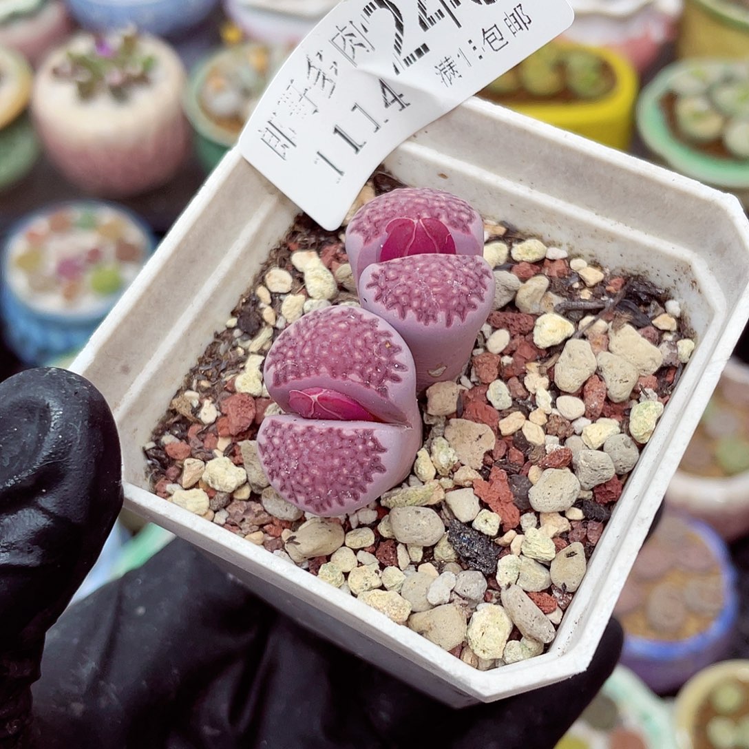 生石花满18包邮1114-246