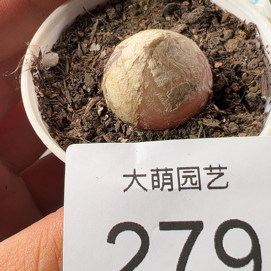 0000279 一物一拍……