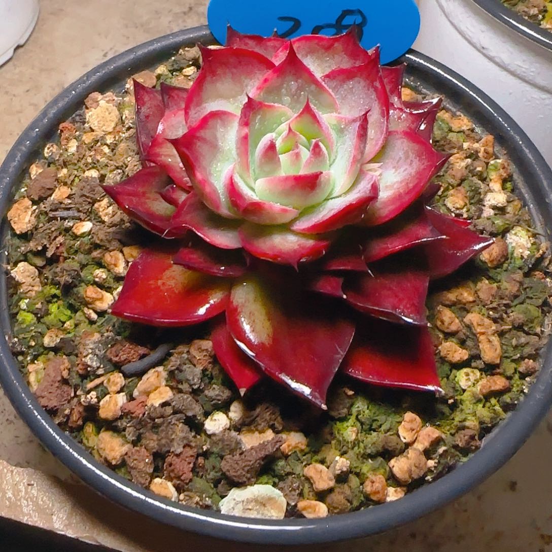 ?****小惊鸿仙子一物一拍209号