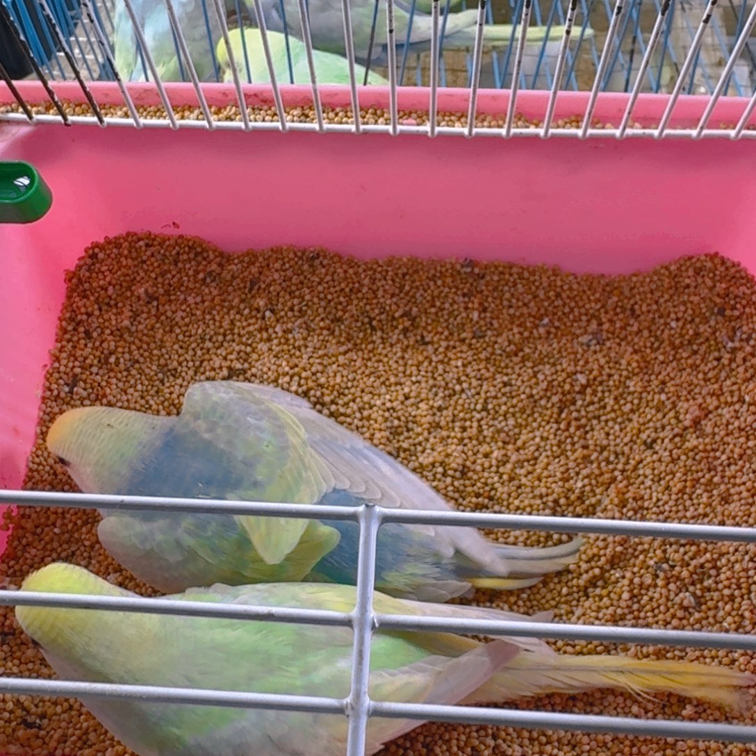 虎皮鹦鹉精品鹦鹉 虎皮鹦鹉