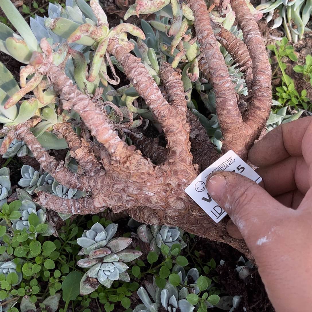 8575千收寄仙女杯多肉瑕疵