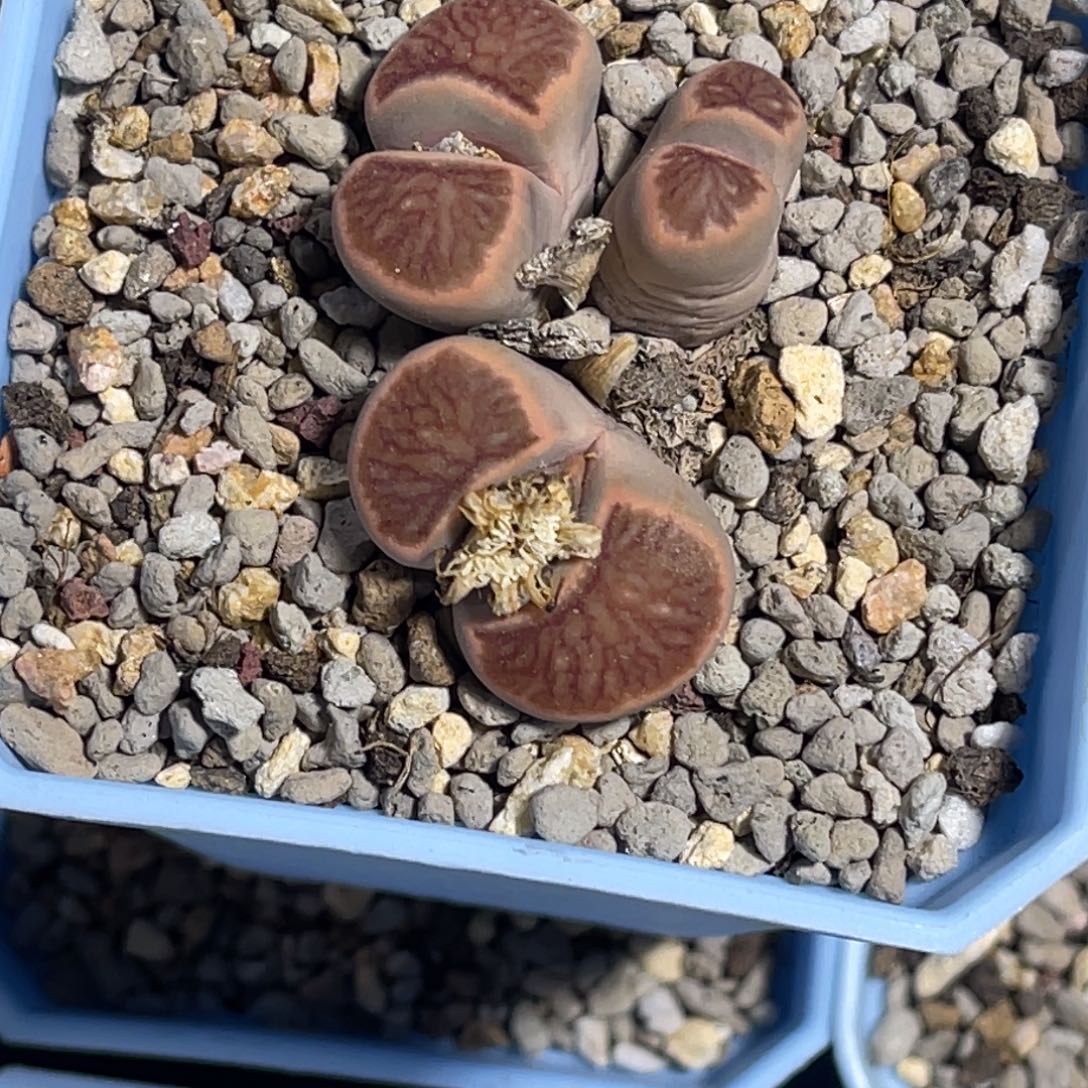 9281三头群生岛田红窗菊