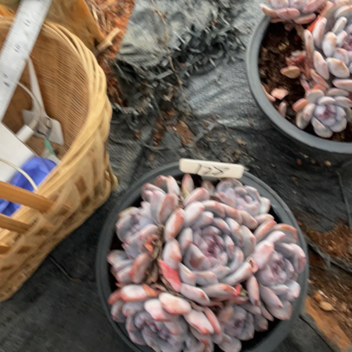 多头橙梦露多肉植物2号链接301号5颗