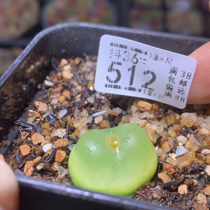 精品生石花36.512