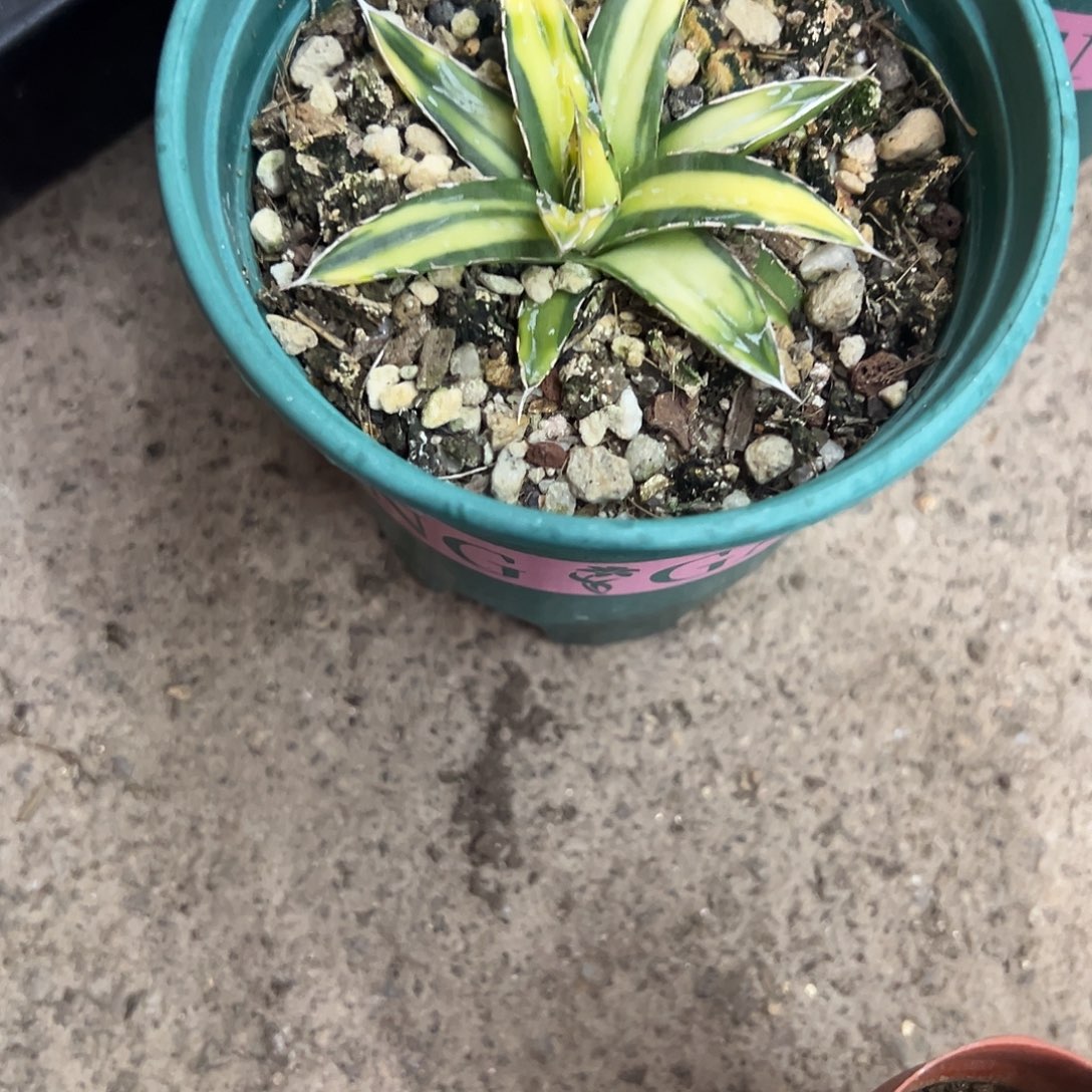 太***子汝中斑屉之雪龙舌兰植物