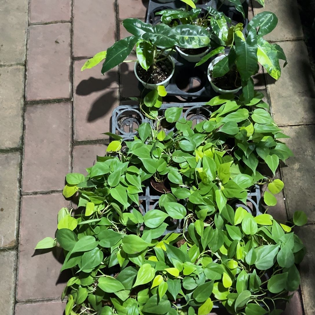 完全开放柠檬汁蔓绿绒