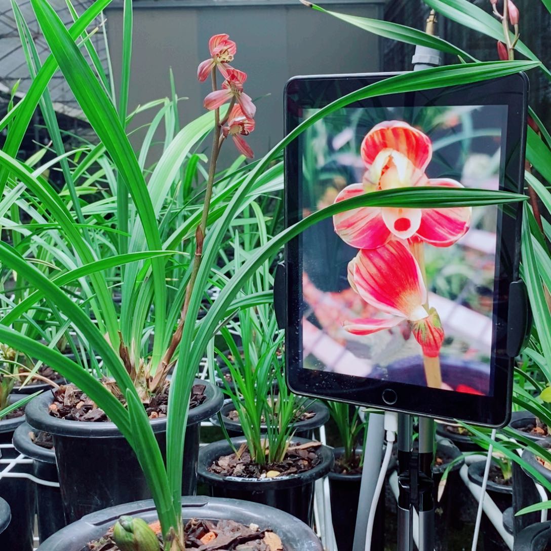 大部分花苞少量开放