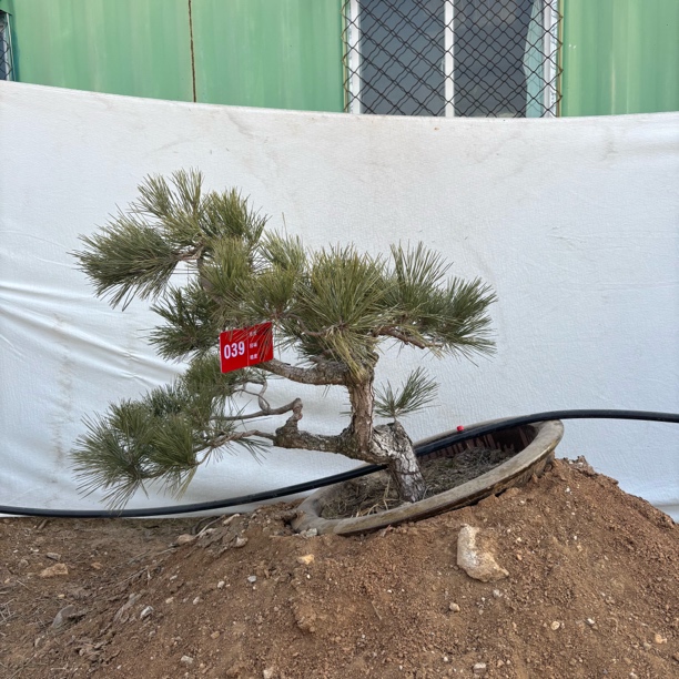 039 精品盆栽黑松