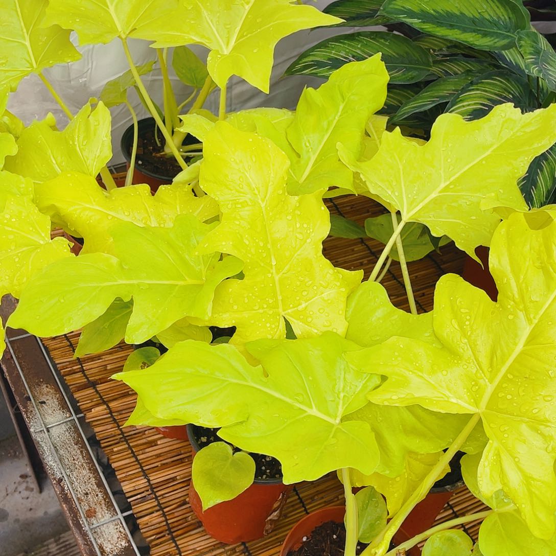 完全开放特价大盆黄金春雨福利