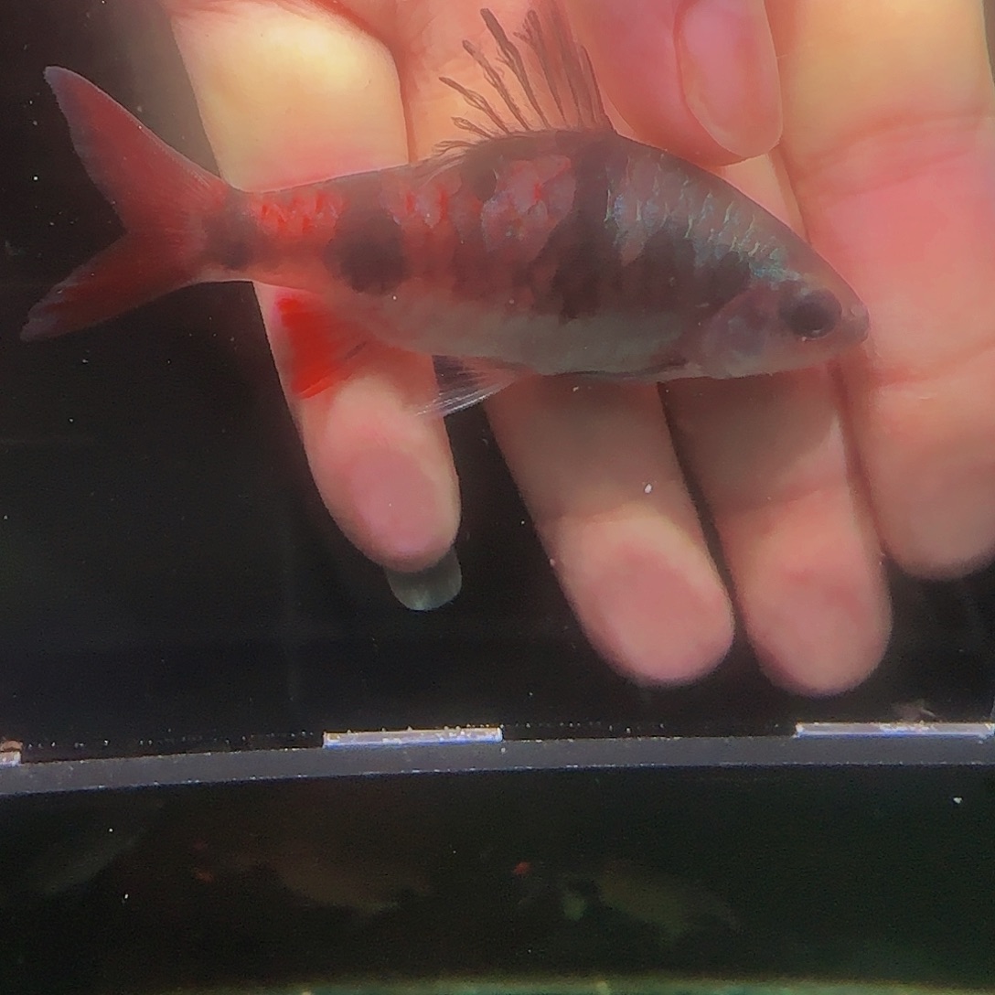 吉罗鱼红尾绿荧光鲫8+