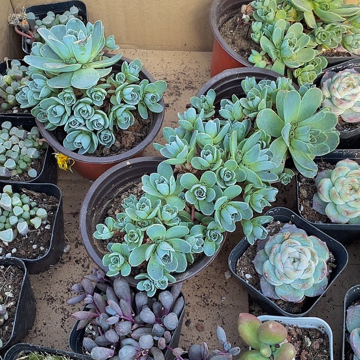 山地玫瑰大盆处理