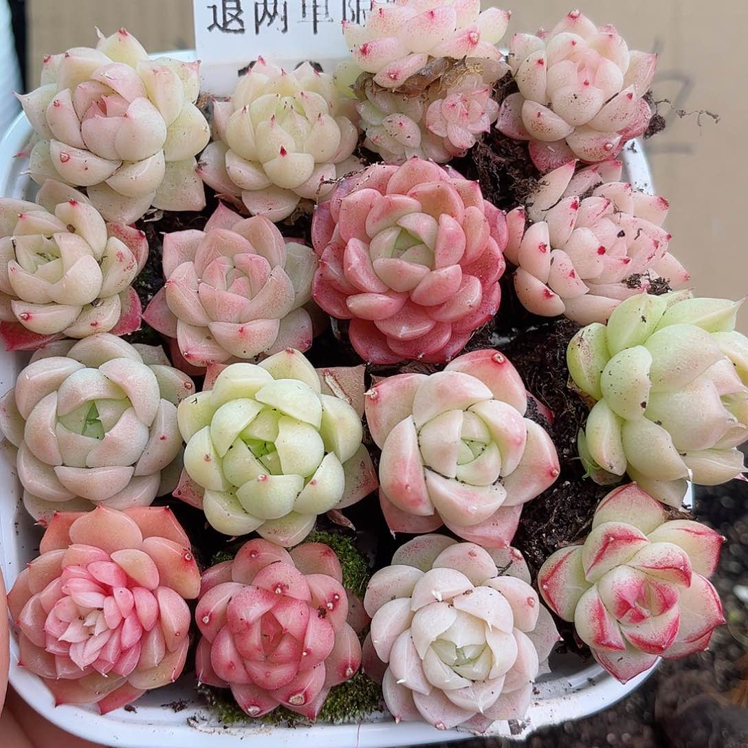 1-940 新疆西藏内蒙不发12.8包邮2-3公分多肉