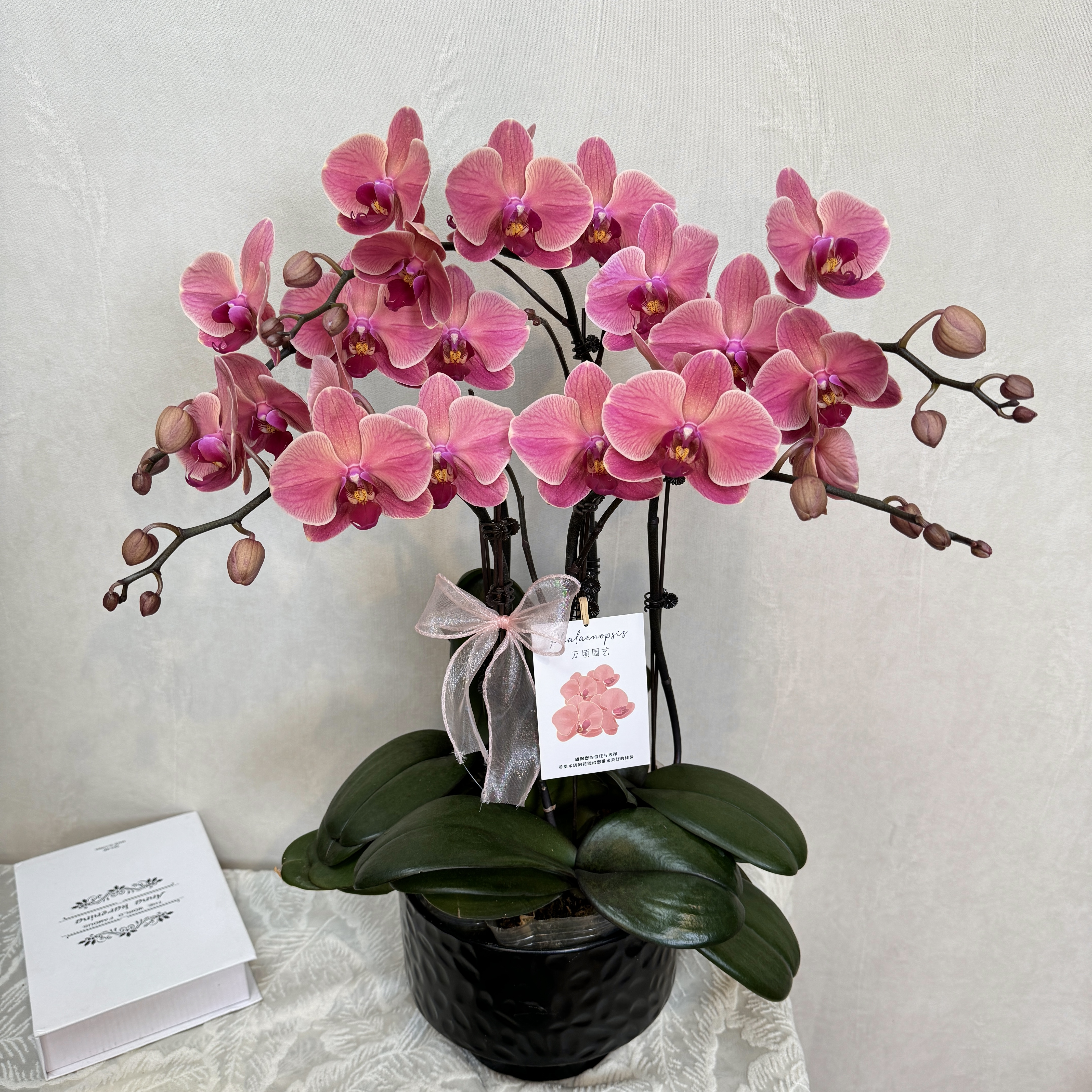 【纳博纳】精选蝴蝶兰 高端欧品橘红色系 室内鲜花绿植 基地直发
