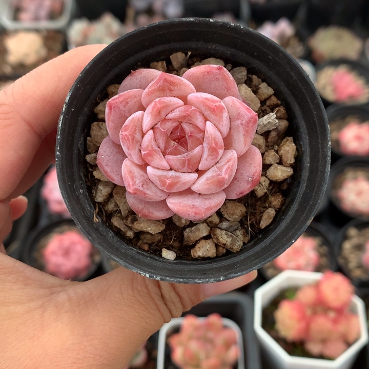 精控溏心单头多肉