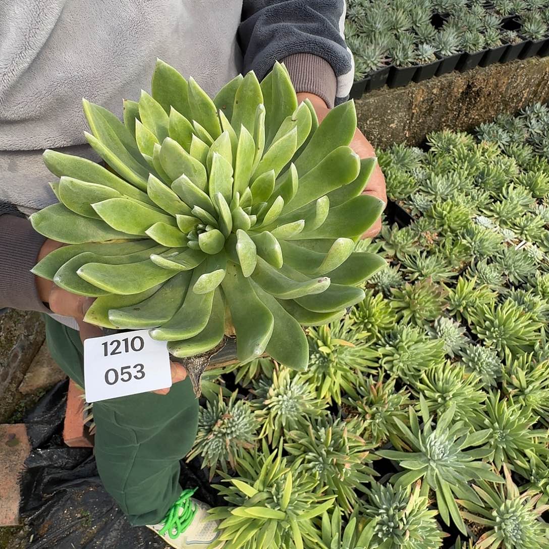 冰***水多肉植物一物一拍1210053