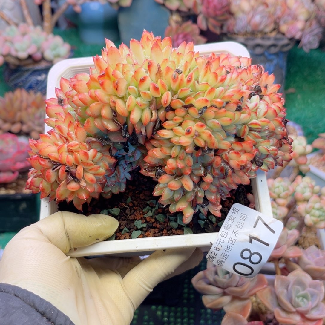 大0817/）xv fb vh c b n n