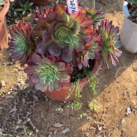 25-76莲花有断肢不包售后多肉