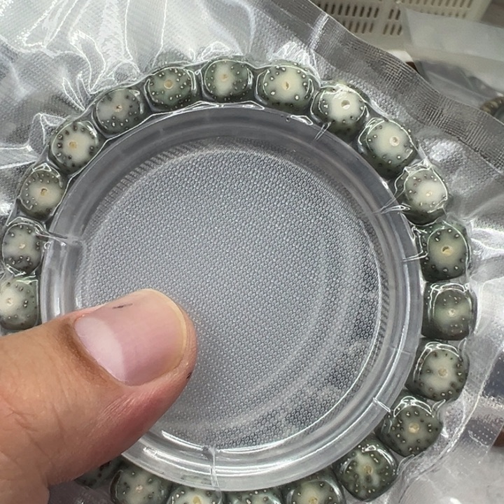 星月菩提手串30卓越绿星月菩提单圈六方1.0