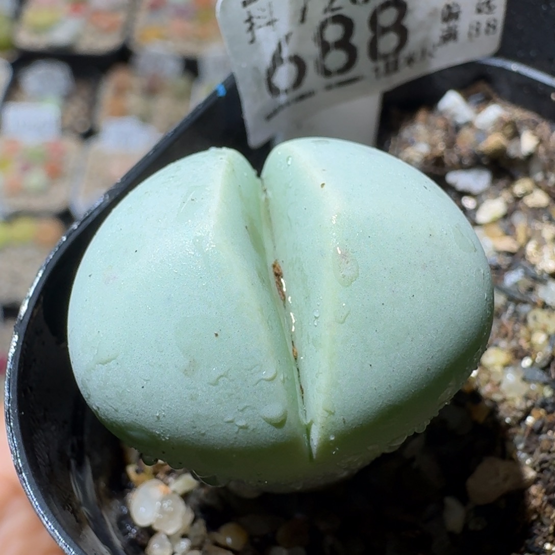 Sss生石花清货688