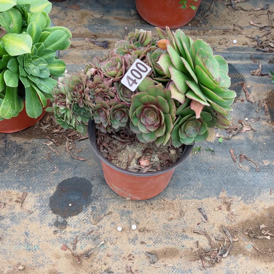400万圣节缀化多肉植物