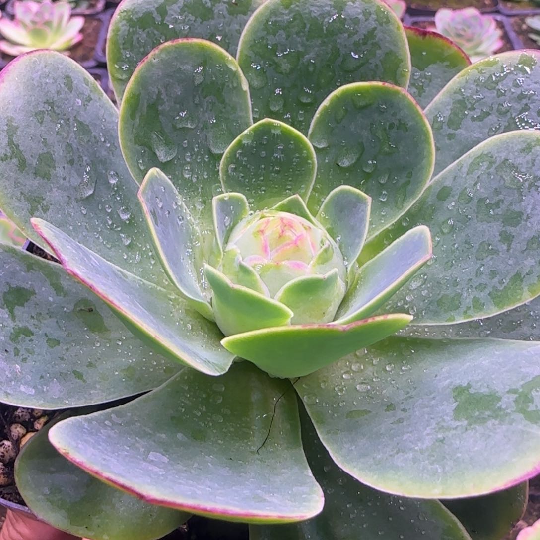 10厘米玫瑰粉红色仙桃