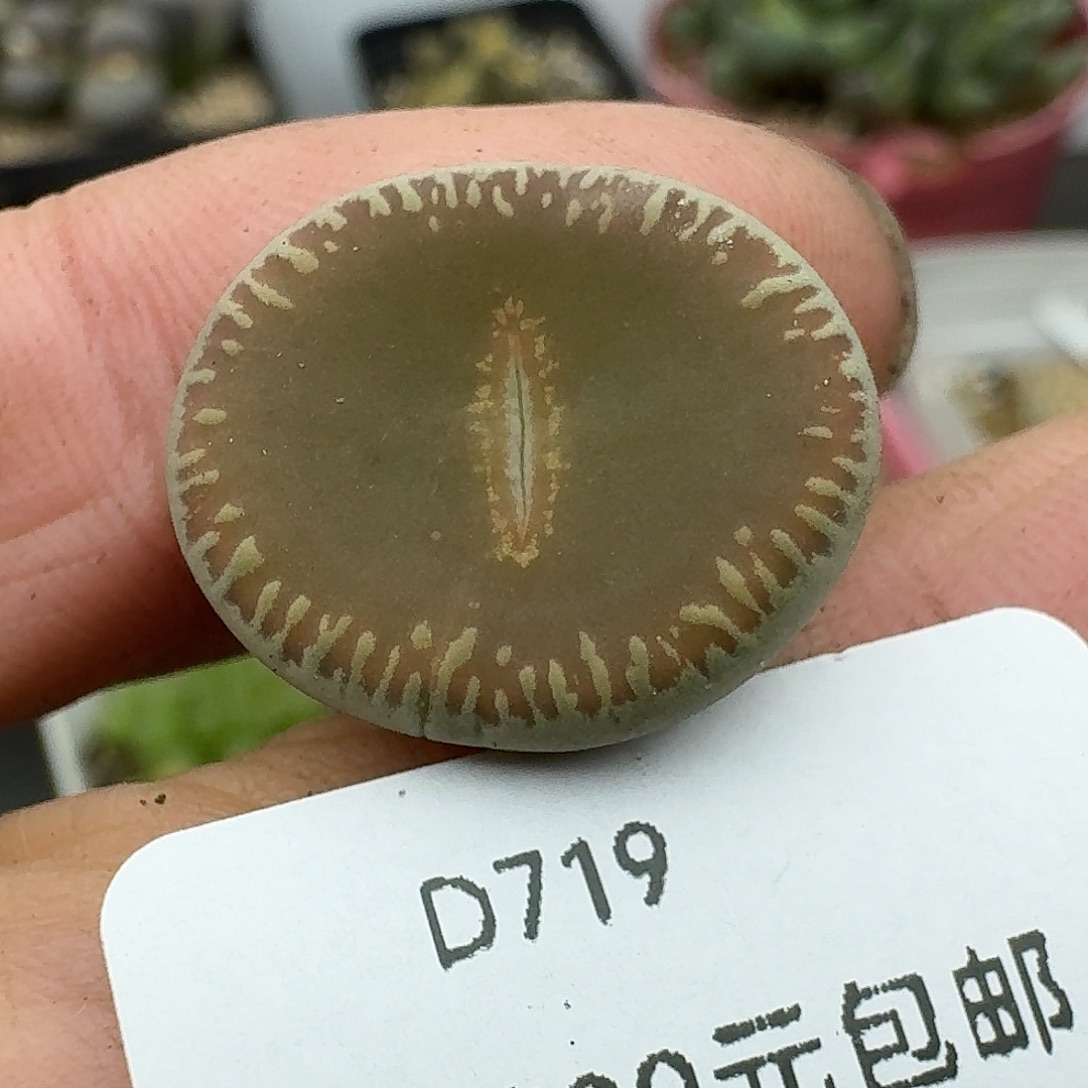 719多肉哈哈哈哈哈哈哈