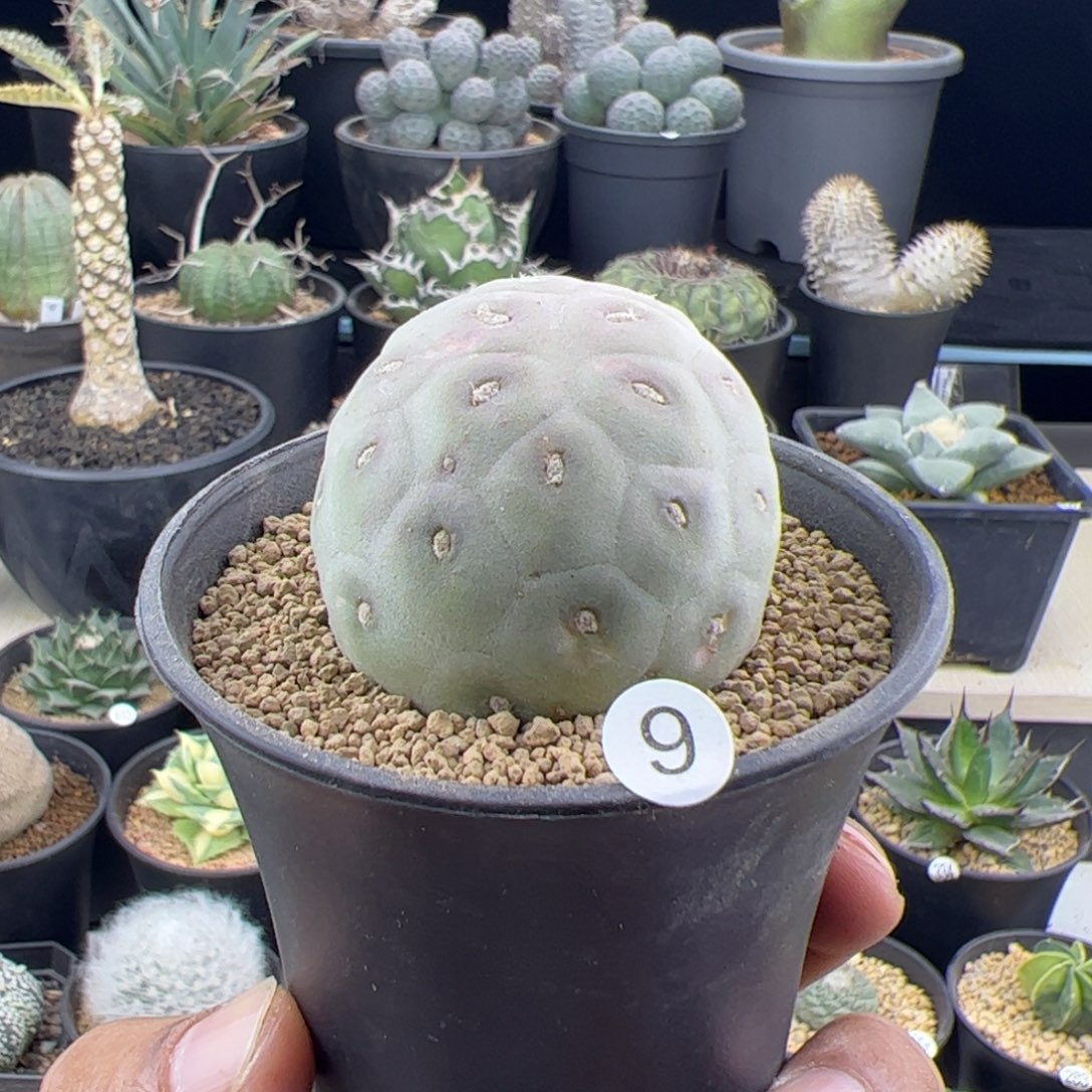 习志野4.5一物一拍